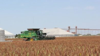 Sorgo canasta básica