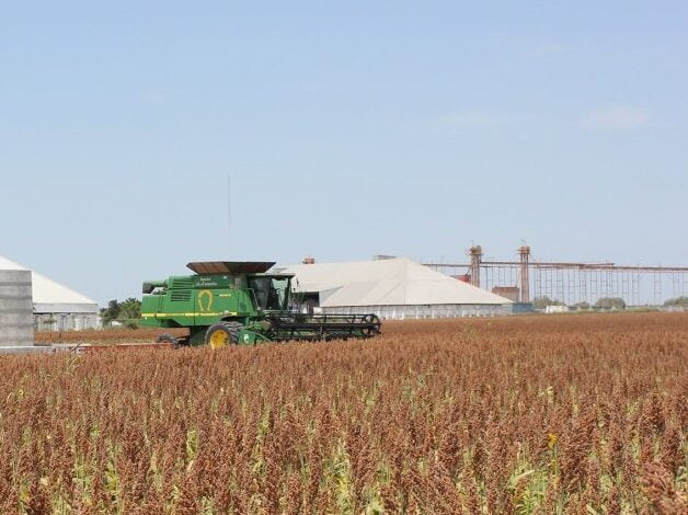 Sorgo canasta básica